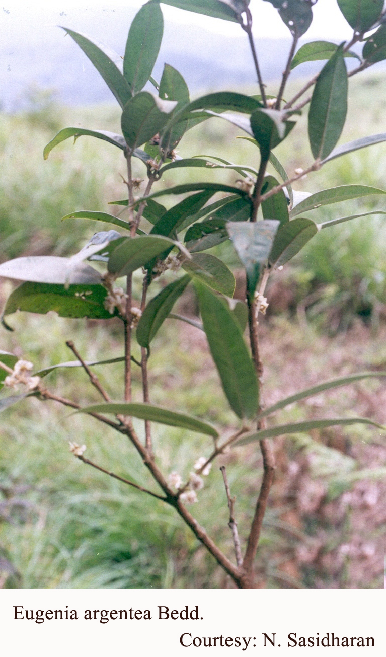 Eugenia argentea Bedd. Flowers